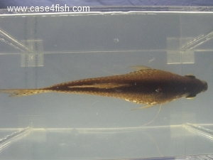 Foto Galerie/Anabantiformes/Trichopodus leerii/Trichopodus leerii_04_S.jpg